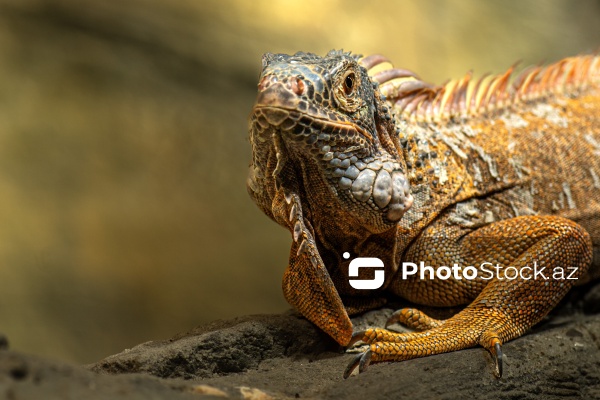 Paytaxtın Nərimanov rayonunda yerləşən Bakı Zooloji Parkı