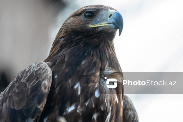 Paytaxtın Nərimanov rayonunda yerləşən Bakı Zooloji Parkı