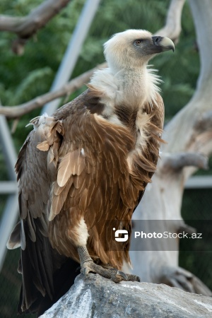 Paytaxtın Nərimanov rayonunda yerləşən Bakı Zooloji Parkı