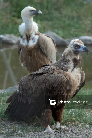 Paytaxtın Nərimanov rayonunda yerləşən Bakı Zooloji Parkı