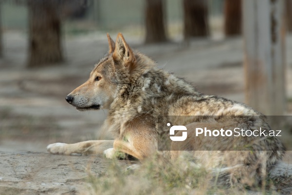 Paytaxtın Nərimanov rayonunda yerləşən Bakı Zooloji Parkı