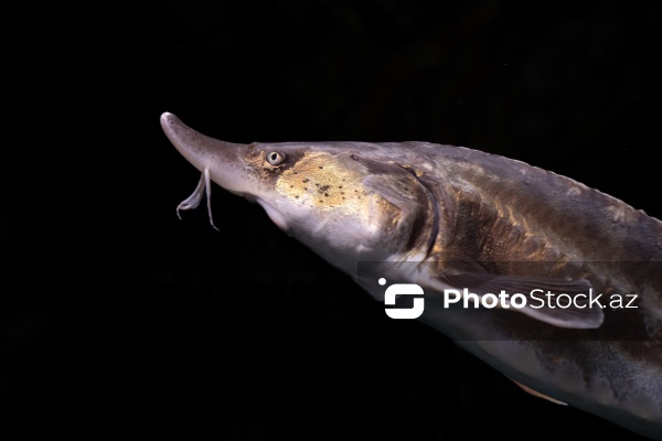 Paytaxtın Nərimanov rayonunda yerləşən Bakı Zooloji Parkı