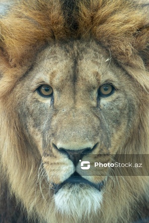 Paytaxtın Nərimanov rayonunda yerləşən Bakı Zooloji Parkı