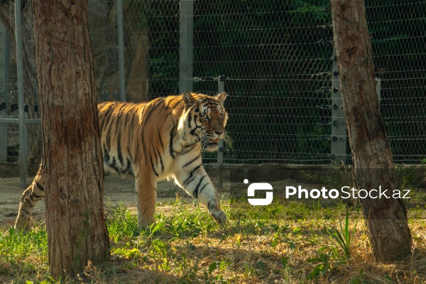 Paytaxtın Nərimanov rayonunda yerləşən Bakı Zooloji Parkı
