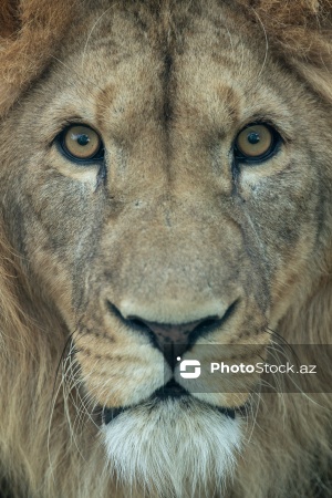 Paytaxtın Nərimanov rayonunda yerləşən Bakı Zooloji Parkı