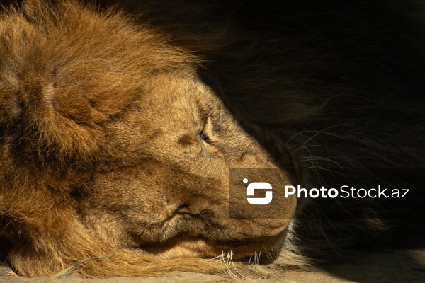 Paytaxtın Nərimanov rayonunda yerləşən Bakı Zooloji Parkı