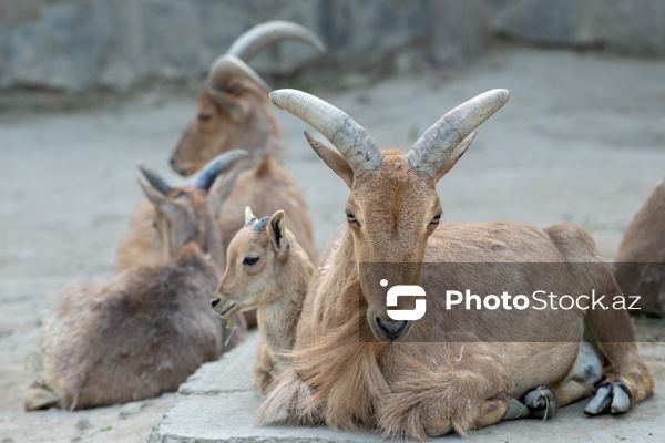 Paytaxtın Nərimanov rayonunda yerləşən Bakı Zooloji Parkı