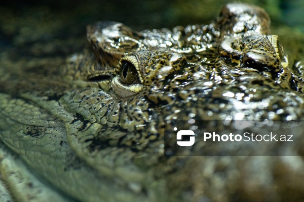 Paytaxtın Nərimanov rayonunda yerləşən Bakı Zooloji Parkı