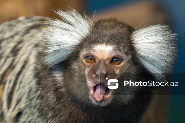 Paytaxtın Nərimanov rayonunda yerləşən Bakı Zooloji Parkı