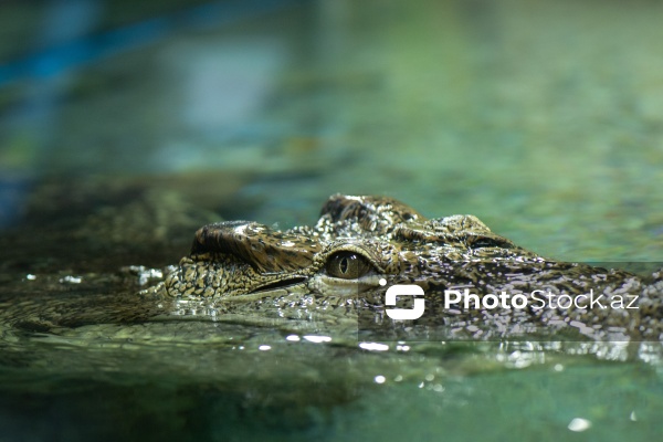 Paytaxtın Nərimanov rayonunda yerləşən Bakı Zooloji Parkı