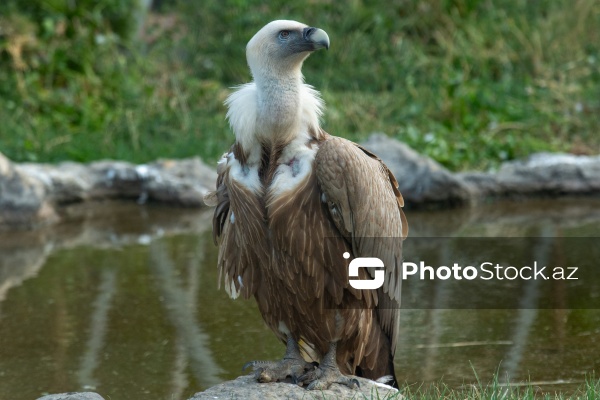 Paytaxtın Nərimanov rayonunda yerləşən Bakı Zooloji Parkı