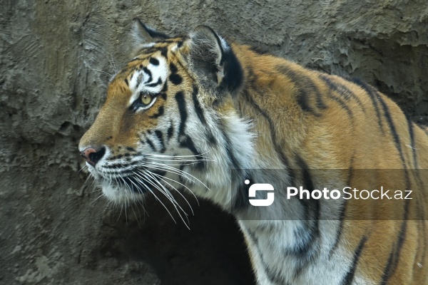 Paytaxtın Nərimanov rayonunda yerləşən Bakı Zooloji Parkı