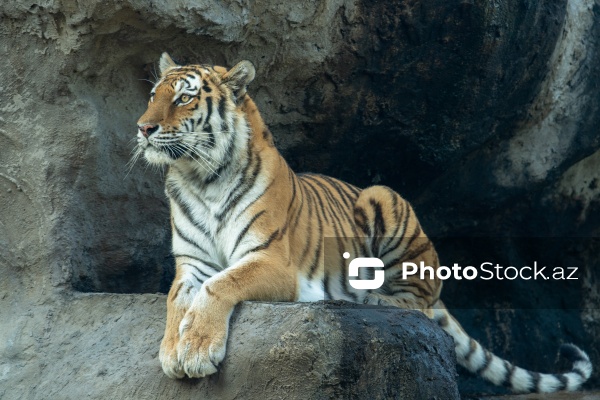 Paytaxtın Nərimanov rayonunda yerləşən Bakı Zooloji Parkı