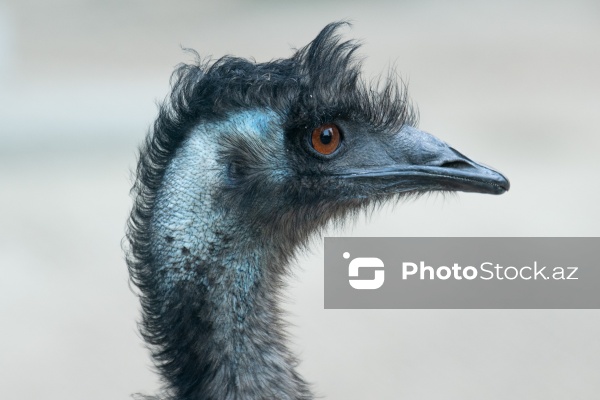 Paytaxtın Nərimanov rayonunda yerləşən Bakı Zooloji Parkı