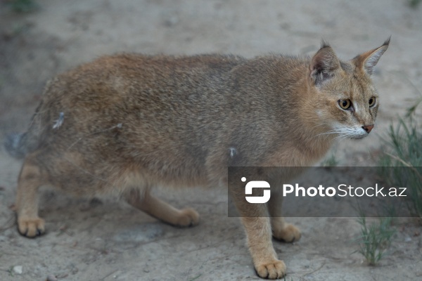 Paytaxtın Nərimanov rayonunda yerləşən Bakı Zooloji Parkı