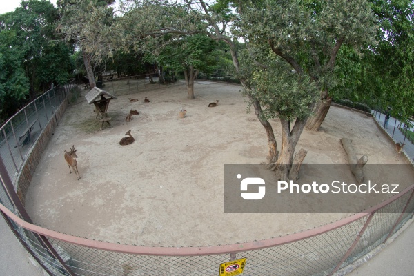 Paytaxtın Nərimanov rayonunda yerləşən Bakı Zooloji Parkı