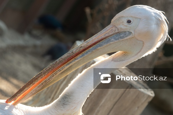 Paytaxtın Nərimanov rayonunda yerləşən Bakı Zooloji Parkı