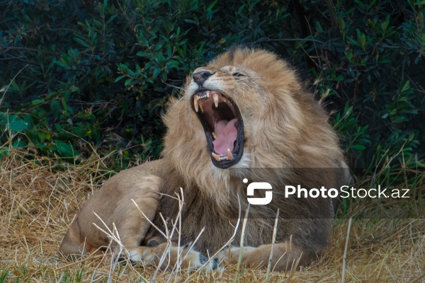 Paytaxtın Nərimanov rayonunda yerləşən Bakı Zooloji Parkı