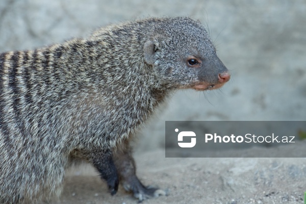 Paytaxtın Nərimanov rayonunda yerləşən Bakı Zooloji Parkı
