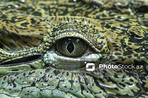 Paytaxtın Nərimanov rayonunda yerləşən Bakı Zooloji Parkı