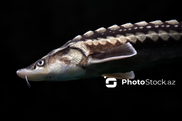 Paytaxtın Nərimanov rayonunda yerləşən Bakı Zooloji Parkı