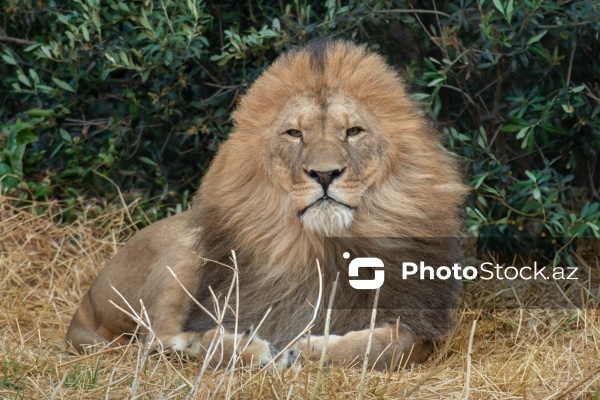 Paytaxtın Nərimanov rayonunda yerləşən Bakı Zooloji Parkı