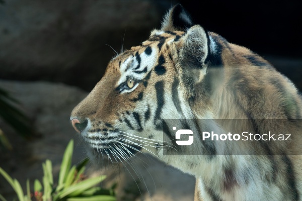 Paytaxtın Nərimanov rayonunda yerləşən Bakı Zooloji Parkı