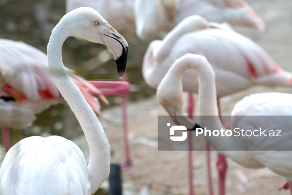 Paytaxtın Nərimanov rayonunda yerləşən Bakı Zooloji Parkı