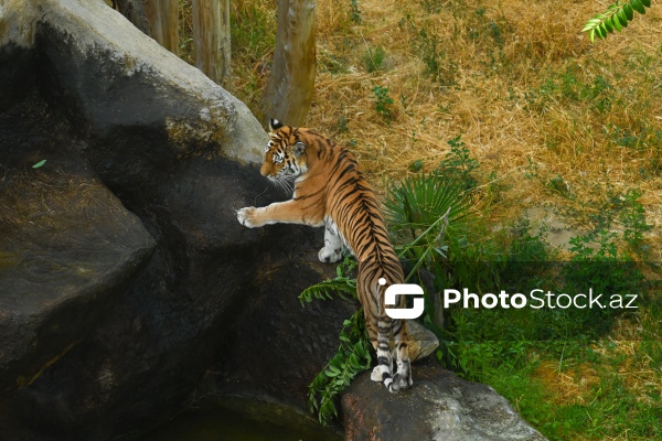 Paytaxtın Nərimanov rayonunda yerləşən Bakı Zooloji Parkı