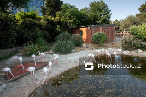 Paytaxtın Nərimanov rayonunda yerləşən Bakı Zooloji Parkı