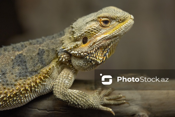 Paytaxtın Nərimanov rayonunda yerləşən Bakı Zooloji Parkı