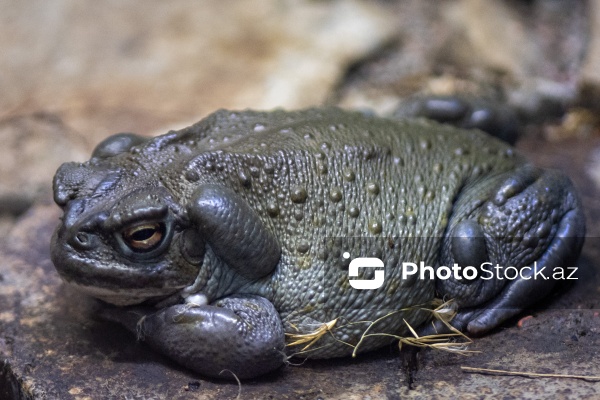 Paytaxtın Nərimanov rayonunda yerləşən Bakı Zooloji Parkı