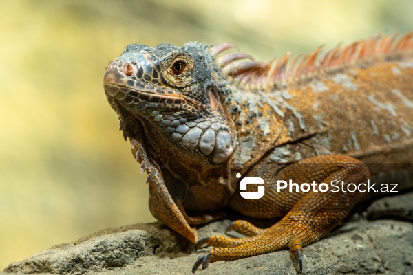 Paytaxtın Nərimanov rayonunda yerləşən Bakı Zooloji Parkı