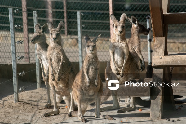 Paytaxtın Nərimanov rayonunda yerləşən Bakı Zooloji Parkı