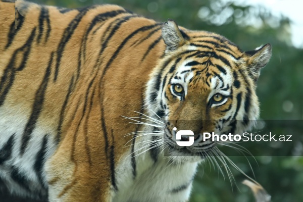 Paytaxtın Nərimanov rayonunda yerləşən Bakı Zooloji Parkı