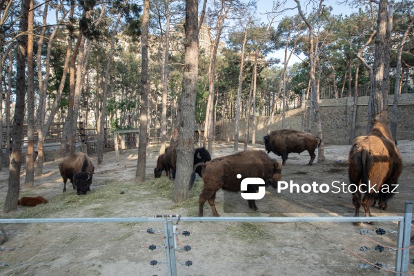 Paytaxtın Nərimanov rayonunda yerləşən Bakı Zooloji Parkı