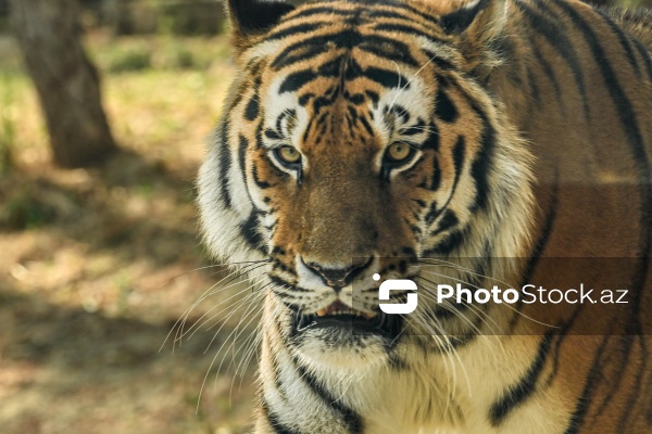 Paytaxtın Nərimanov rayonunda yerləşən Bakı Zooloji Parkı