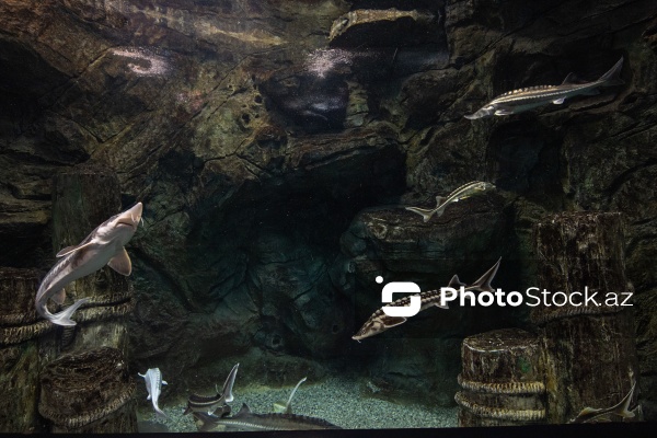 Paytaxtın Nərimanov rayonunda yerləşən Bakı Zooloji Parkı