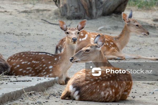 Paytaxtın Nərimanov rayonunda yerləşən Bakı Zooloji Parkı