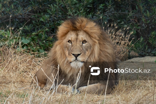 Paytaxtın Nərimanov rayonunda yerləşən Bakı Zooloji Parkı