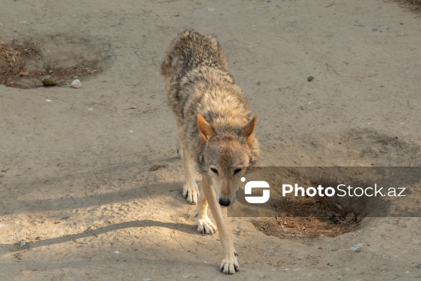 Paytaxtın Nərimanov rayonunda yerləşən Bakı Zooloji Parkı