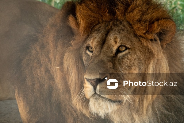 Paytaxtın Nərimanov rayonunda yerləşən Bakı Zooloji Parkı