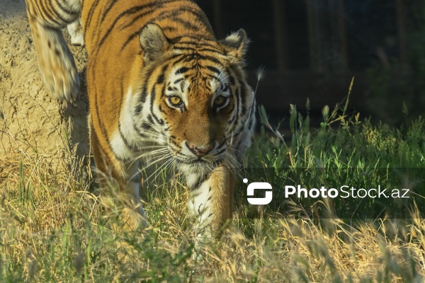 Paytaxtın Nərimanov rayonunda yerləşən Bakı Zooloji Parkı