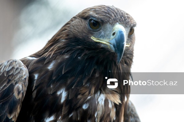 Paytaxtın Nərimanov rayonunda yerləşən Bakı Zooloji Parkı
