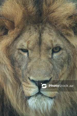 Paytaxtın Nərimanov rayonunda yerləşən Bakı Zooloji Parkı