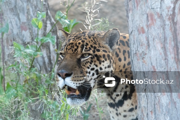 Paytaxtın Nərimanov rayonunda yerləşən Bakı Zooloji Parkı