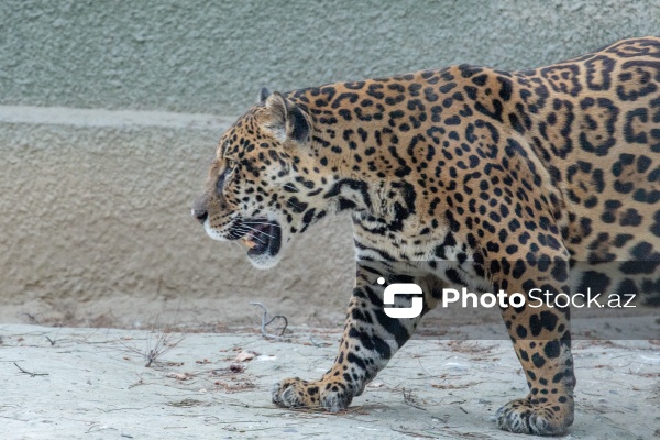 Paytaxtın Nərimanov rayonunda yerləşən Bakı Zooloji Parkı