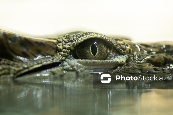 Paytaxtın Nərimanov rayonunda yerləşən Bakı Zooloji Parkı