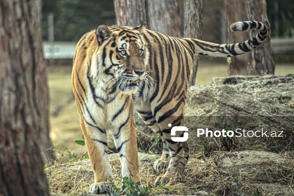 Paytaxtın Nərimanov rayonunda yerləşən Bakı Zooloji Parkı