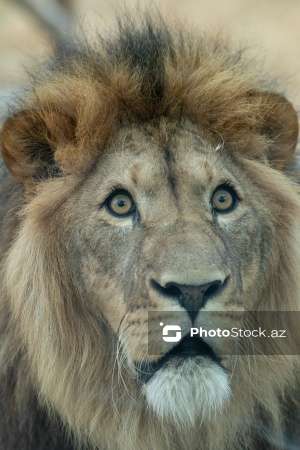 Paytaxtın Nərimanov rayonunda yerləşən Bakı Zooloji Parkı